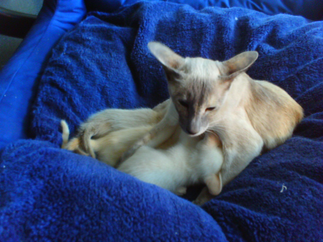 D - 23689 Pansdorf.jpg